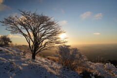 初雪の一本木