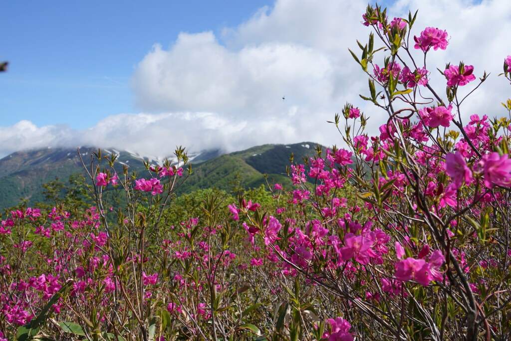 ムラサキヤシオ咲く三国山