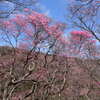 ミツモチ山の春