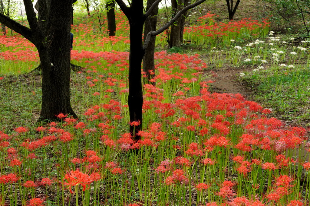 彼岸花咲く森