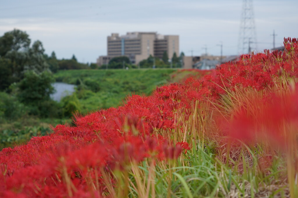 彼岸花咲く河川敷