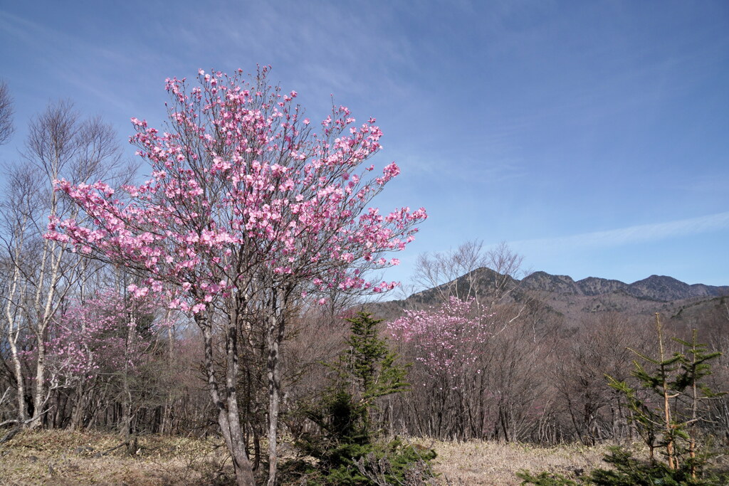 春の袈裟丸山