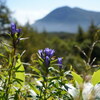 リンドウ咲く湯ノ丸山