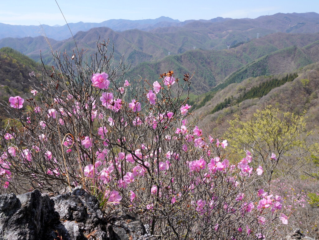 アカヤシオ咲く烏帽子岳