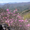 アカヤシオ咲く烏帽子岳