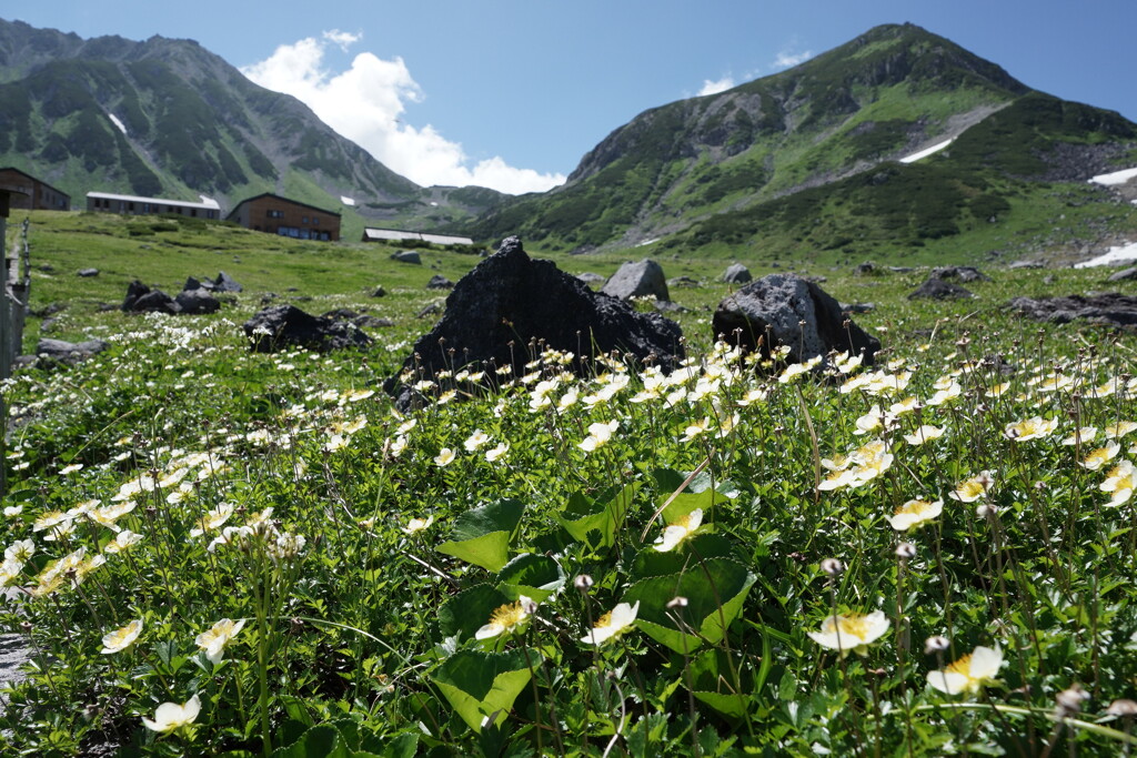 チングルマ咲く立山室堂