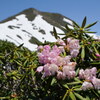 シャクナゲ咲く笠ヶ岳
