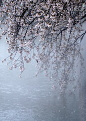 静かな桜雪