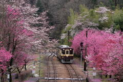 花桃列車の到着