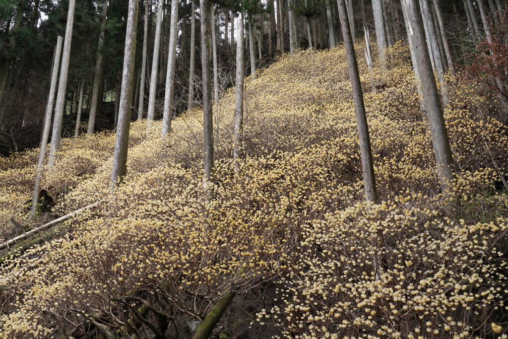 黄金色の森