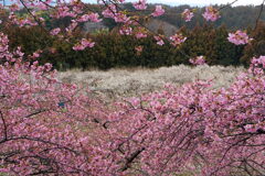 河津桜と白梅