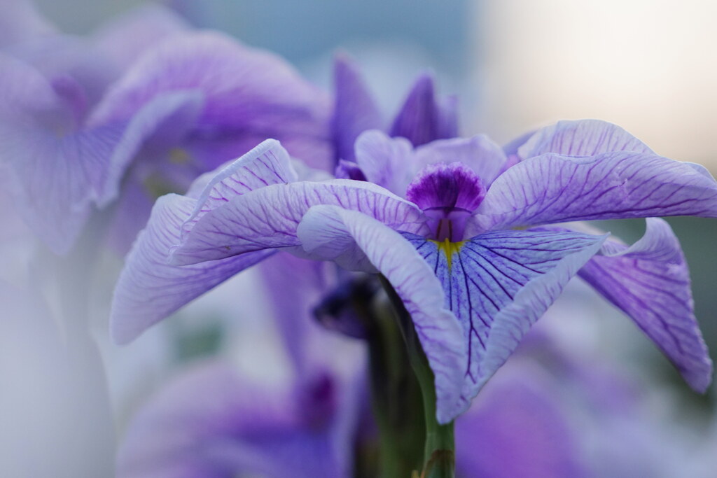 花菖蒲