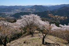 桜山の春