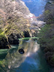 春の渡良瀬川