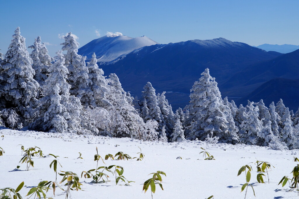 白いツリーと浅間山