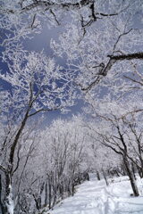 霧氷のトンネル