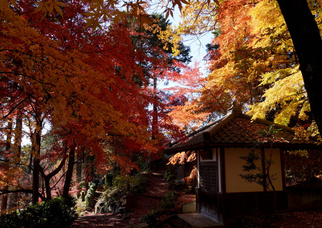 崇禅寺のモミジ
