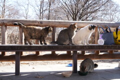 ご飯だよ