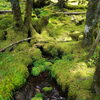 苔の森