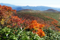 紅葉染まる栗駒山