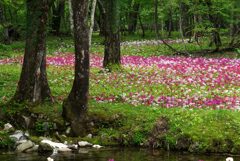 クリンソウ咲く森