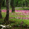 クリンソウ咲く森