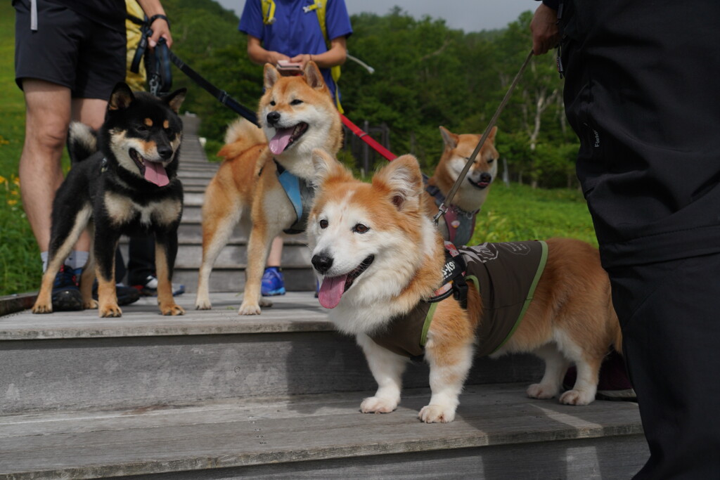 楽しいんだワン