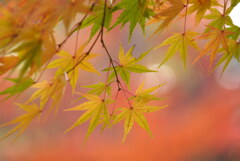 公園の秋