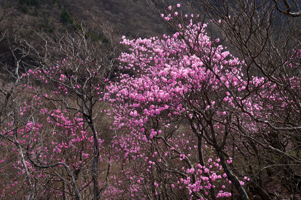アカギツツジの尾根へ