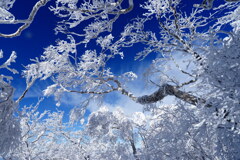 霧氷に魅せられて