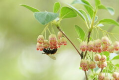 この花とまれ