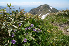 シラネアオイ咲く谷川連峰