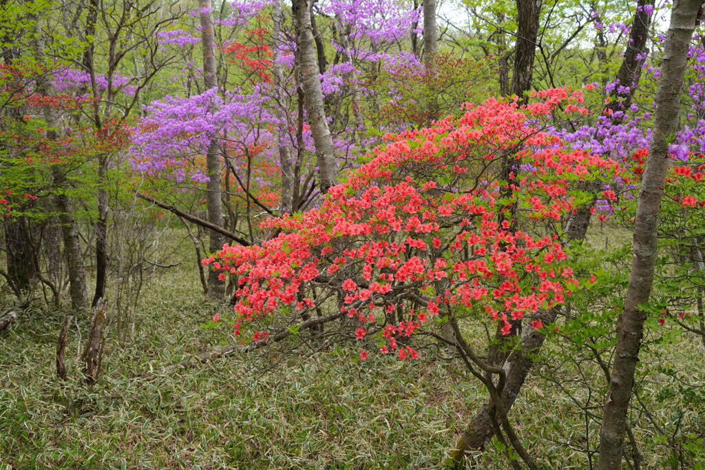 おとぎの森