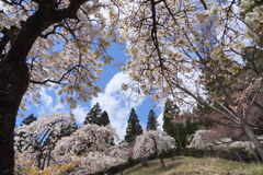 センダイシダレ咲く桜の里