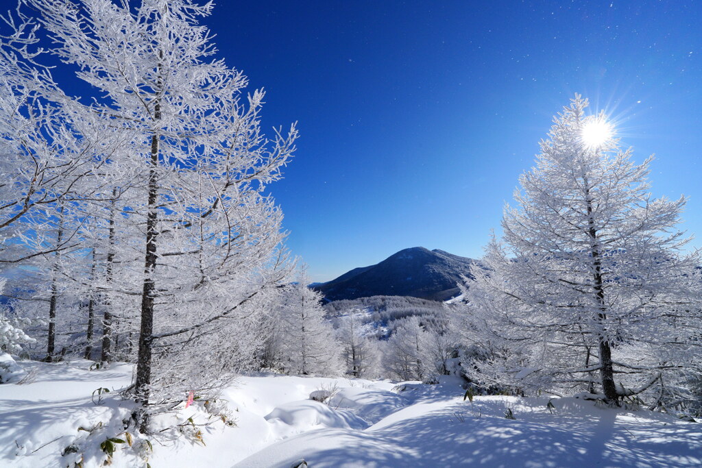 輝く霧氷ロード