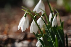 スノードロップ
