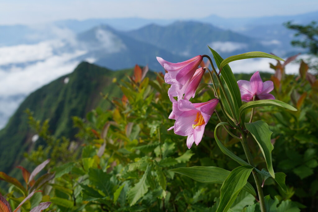 ヒメサユリ咲く鬼ヶ面山