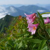 ヒメサユリ咲く鬼ヶ面山