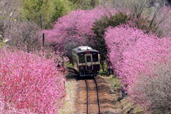 花桃トンネル