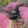 花桃トンネル