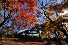 紅葉注ぐ展望台