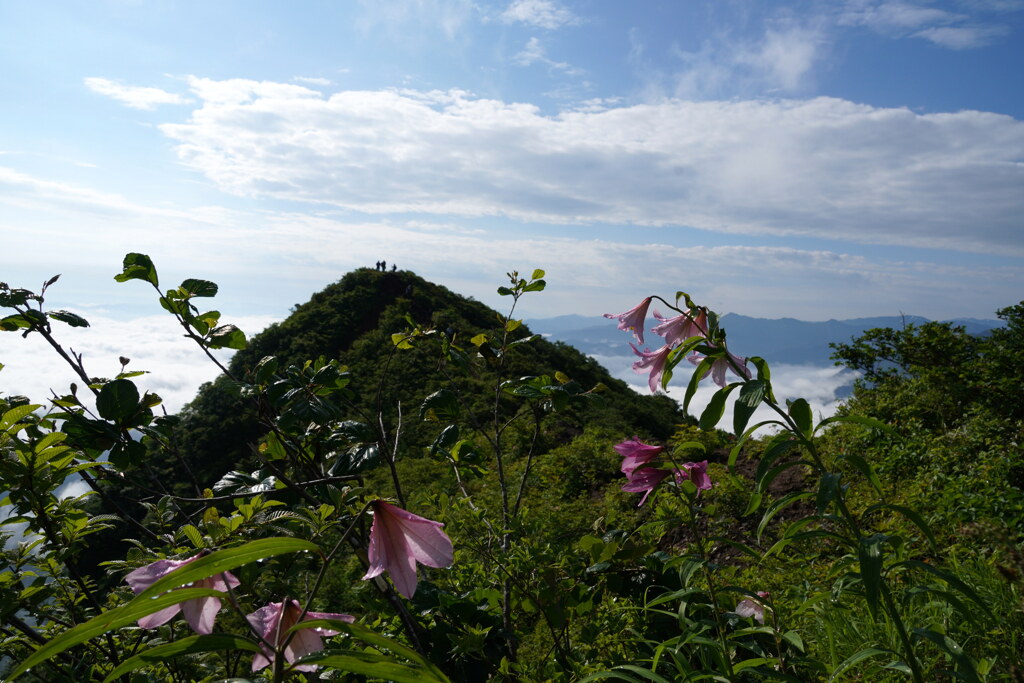 憧れのヒメサユリ咲く尾根