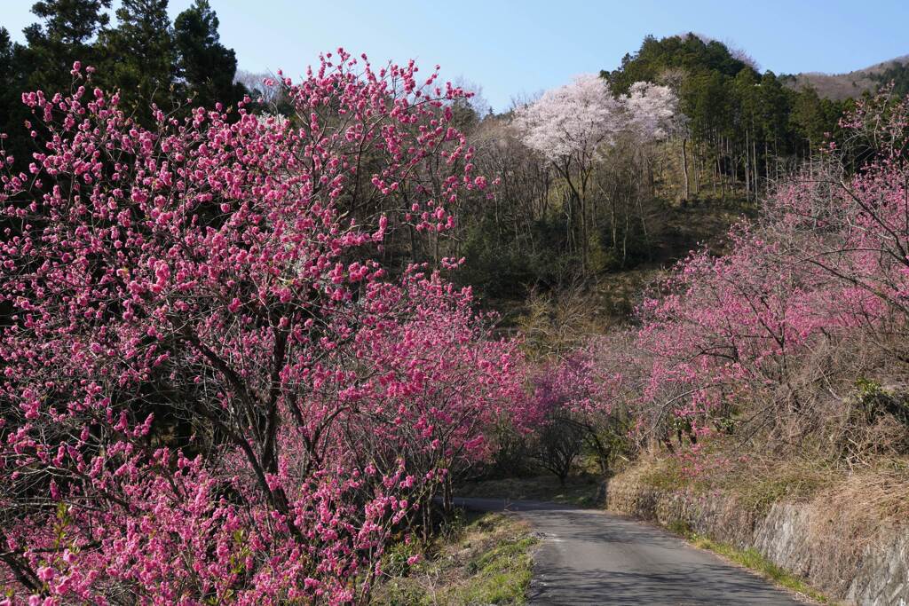 花桃街道