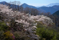 里山の春