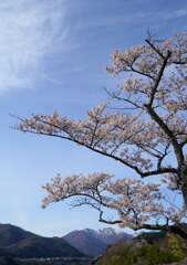 桜咲く上越の春