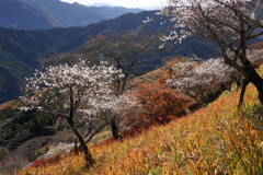 冬桜咲く丘