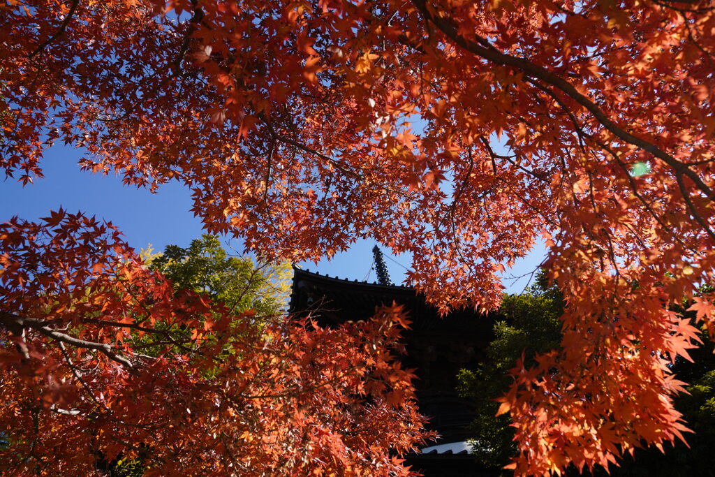 鑁阿寺のもみじ２