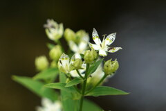 曙草