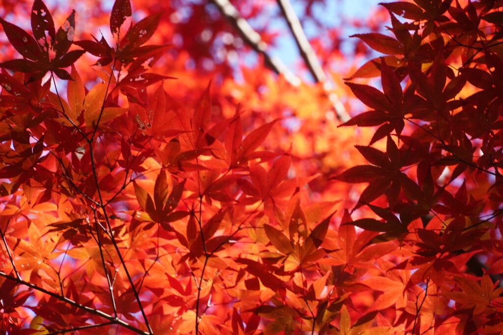 紅く染まって