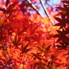 紅く染まって